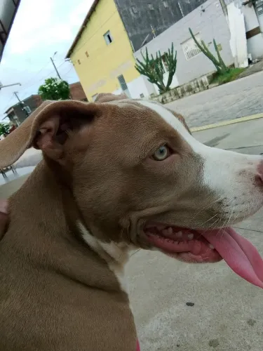 Filhote de Pitbull fêmea 