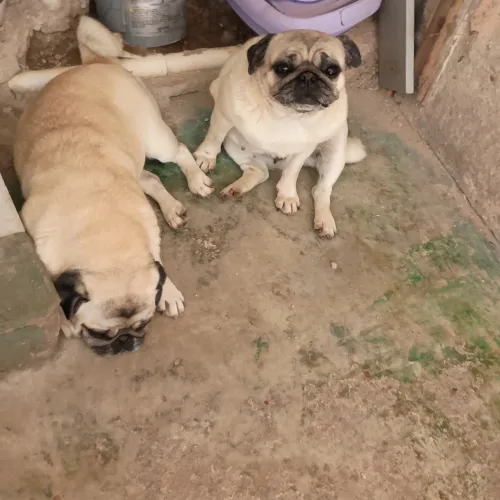 Duas cachorra no cio urgente
