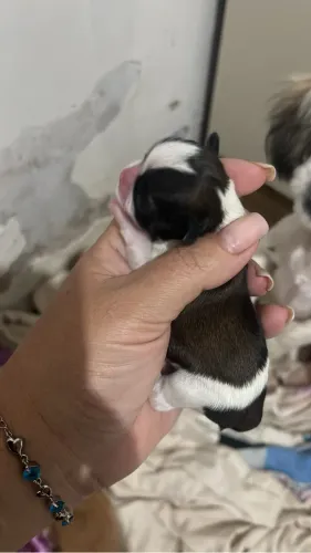 Shitzu mine tricolor