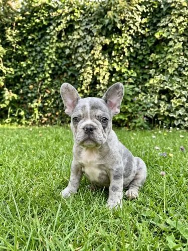 Buldogue francês