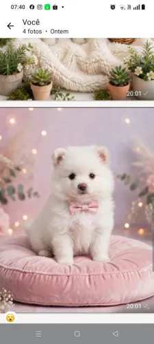 Lulu da Pomerânia