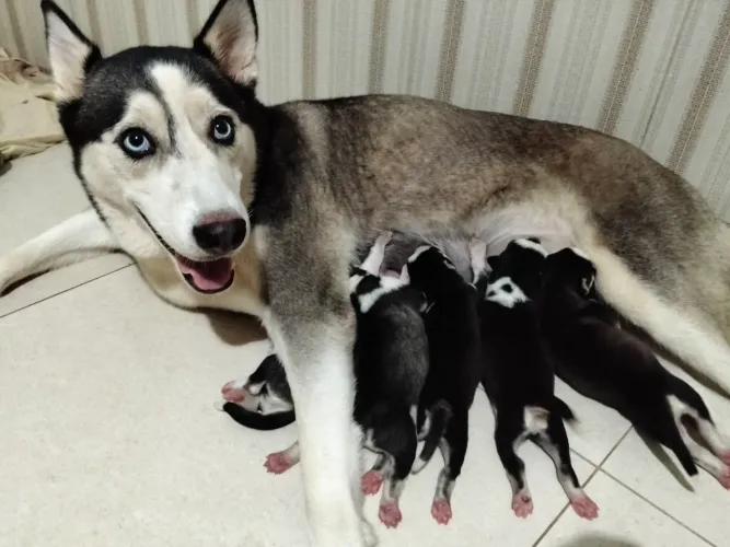 Eu só vou fazer a venda com um mês já vacinado