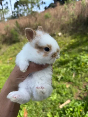 Mini coelho lion