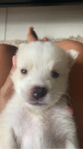 Cachorro 
