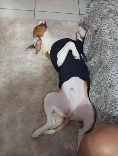 Doa-se cachorro 