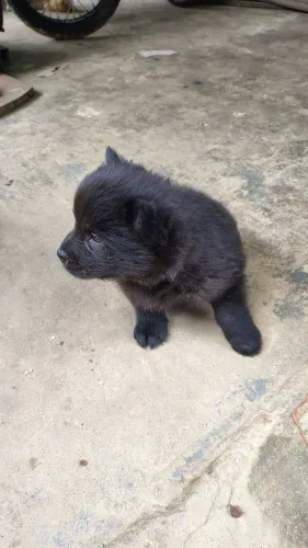 Cachorro