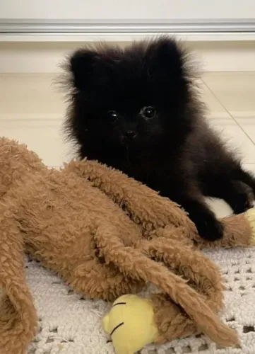 Spitz machinho pra alegra o seu lar