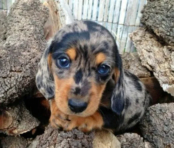 Basset Mini Filhotes Dachshund Alerquim Venham Conferir.