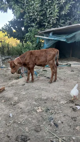 Bezerro