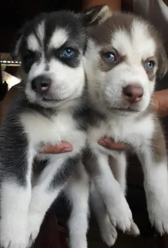 Husky siberiano lindo