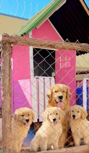 Golden retriever filhote lindos 
