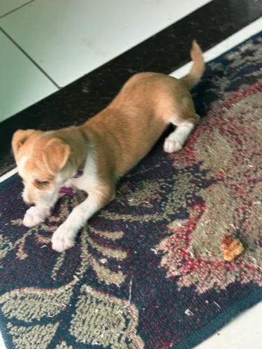 Cachorro filhote