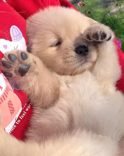 Golden retriever encantador