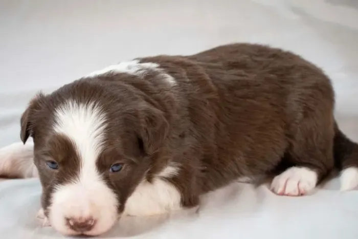 Filhotes de Border Collie | Amor para celebrar cada dia.