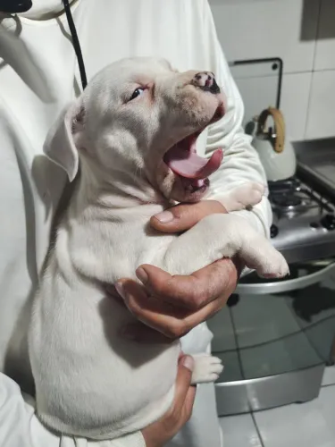Barbadaaaa!!!! Filhote de Pitbull