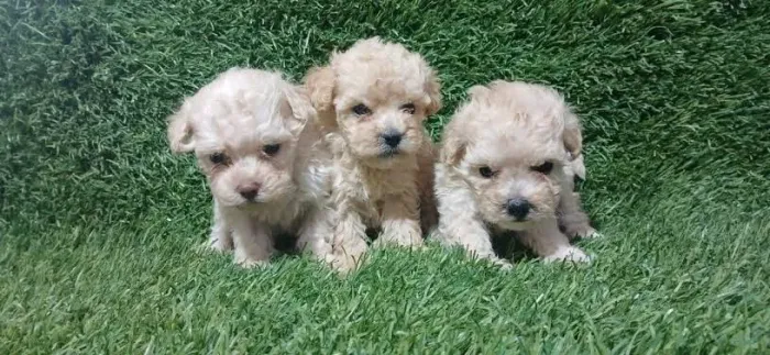 Poodle Macho e Fêmea 