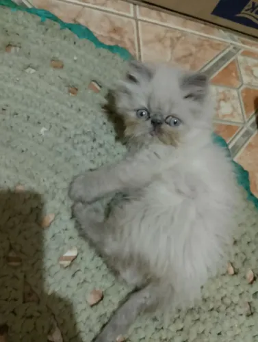 Gato Persa Machinho!!!