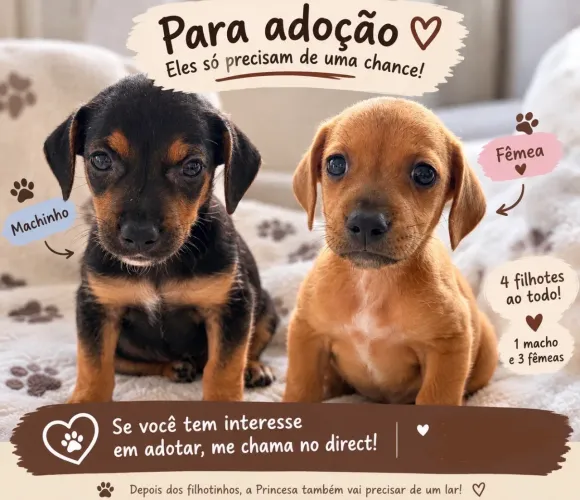 Adoção responsável 