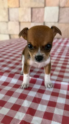 Vendo filhotes de Pinscher 