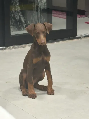 Dobermann Fêmea 