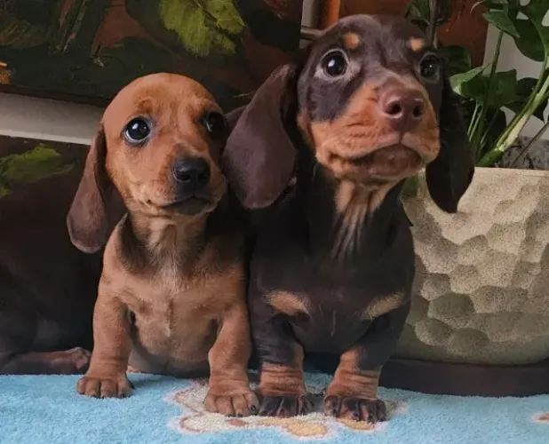 Basset/Teckel - Lindos Filhotes a Pronta Entrega.