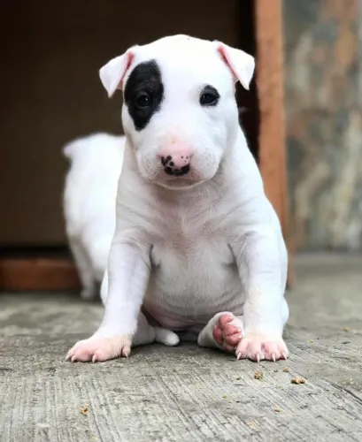 Bull Terrier Pirata Macho Exclusivo com Garantia Veterinária Total