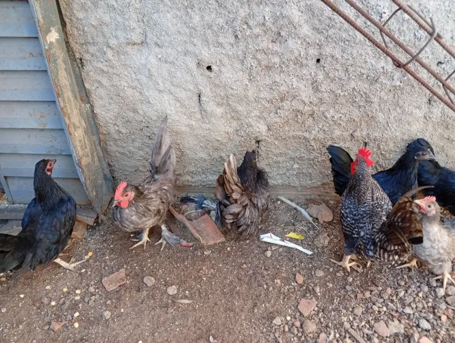 Vendo Galinha (Galizé)
