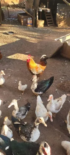 Patos e galo