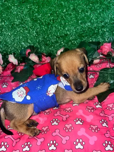Filhote de Pinscher com salsicha 