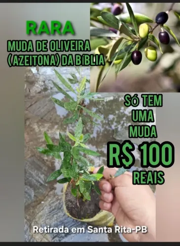 Muda de Oliveira (azeitona) de estaquia pra coleçionadores. Uma muda apenas.