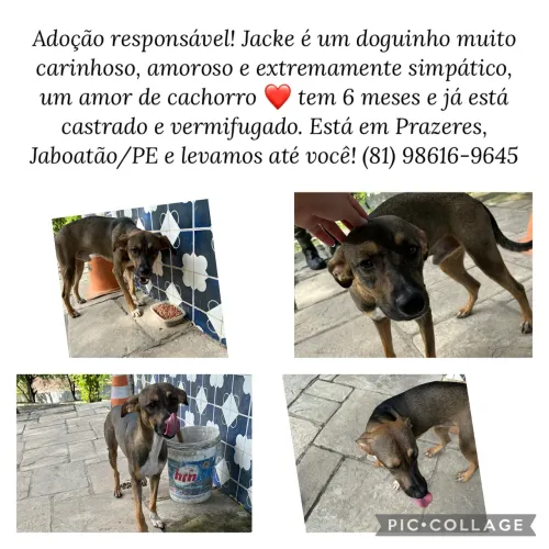 Cachorro macho chamado Jack pra adoção 