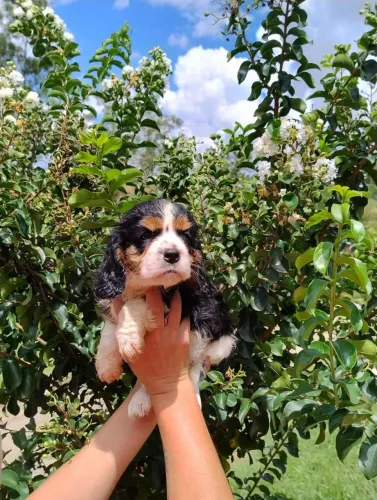 Cavalier King Fêmea e macho | Beleza natural