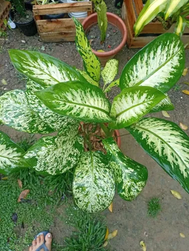 Mudas e plantas adultas