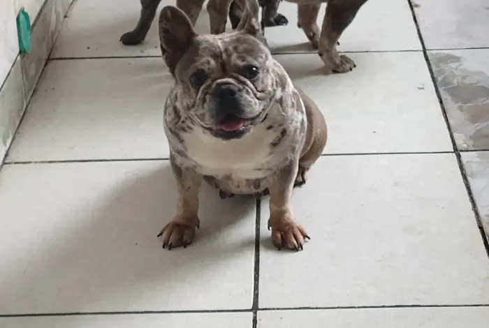 Buldogue fêmea