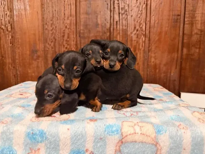 Teckel/Dachshund perfeitas e perfeitos vacinados