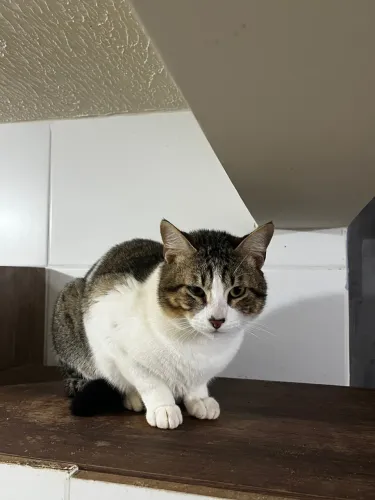 Gato Macho
