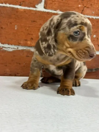 linguicinha dachshund arlequim chocolate mofado