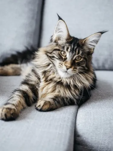 Maine coon