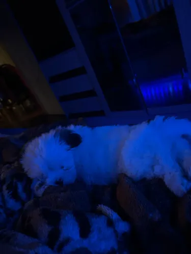 Vendo Shihtzu filhote