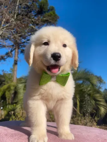 Uma gracinha! Filhotes de Golden retriever machos