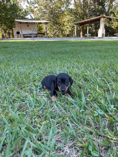 Salsicha Mini macho