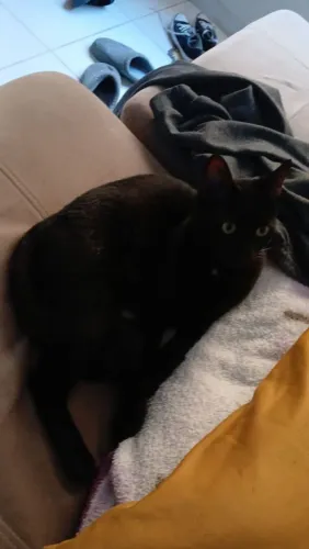 Doação - Gato castrado, Preto