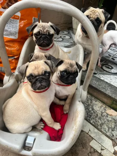 Venda de pet