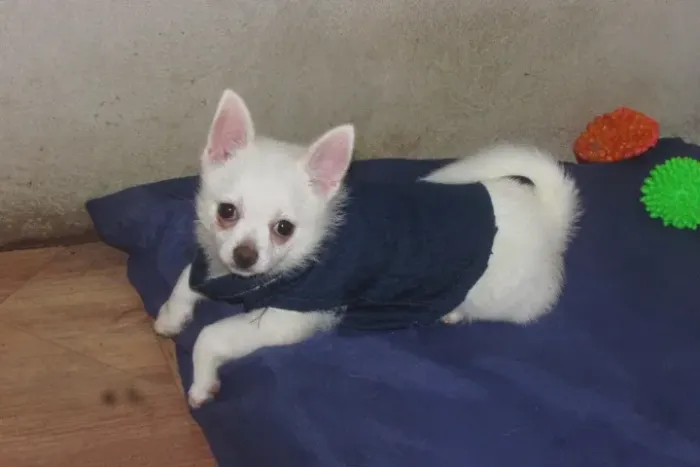 Filhote de chihuahua branco