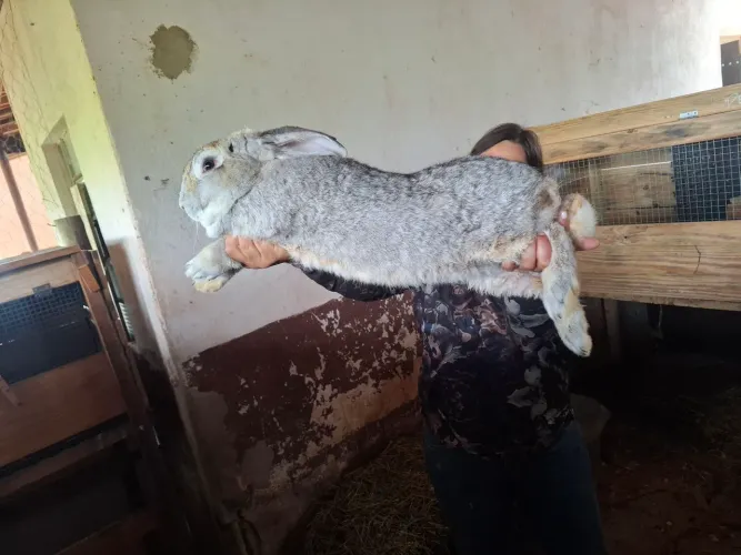 Coelho Gigante de Flandres