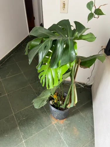 Planta costela de Adão
