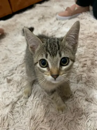 Gatinhos para doação