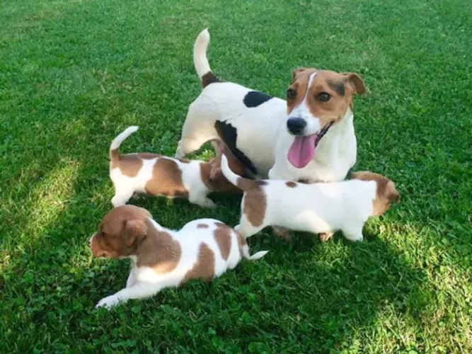 lindos pinscher Respondo pelo 9.9751.6491