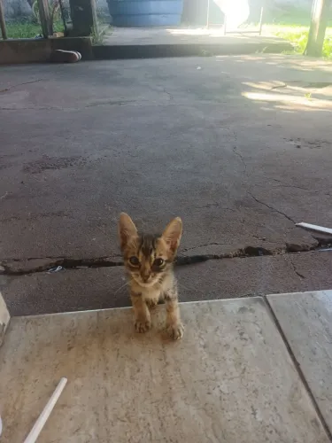 estou doando esses lindos gatinhos