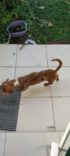 Linguicinha adulto 